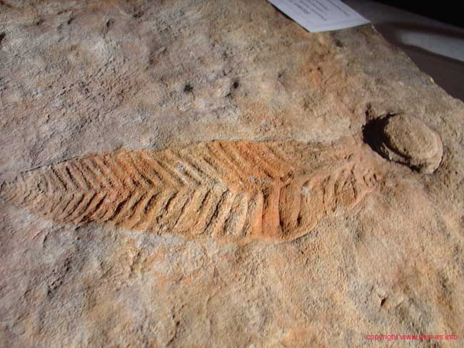 Southaustralia Museum 4